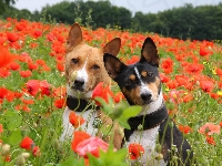Łąka, Dwa, Maki, Basenji, Pieski