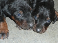 małe, Dwa, Beaucerony