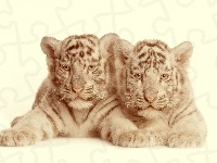 Małe, Dwa, Tygrysy