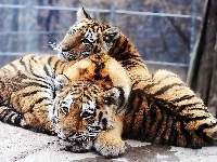 Młode, Dwa, Tygrysy