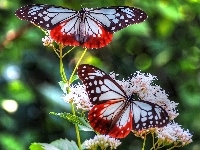 Motyle, Dwa, Kwiat