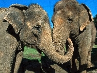 Objęte, Dwa, Słonie