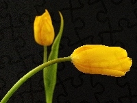 Żółte, Dwa, Tulipany