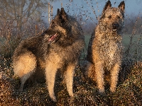 Dwa, Owczarek belgijski tervueren, Psy, Trawa, Owczarek belgijski laekenois