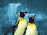 Pingwinki, Dwa, Królewskie