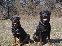 Rottweilery, Dwa, Kolczatka