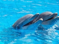 Roześmiane, Dwa, Delfiny