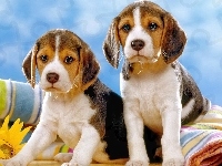 Szczeniaczki, Dwa, Beagle