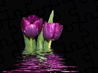 Tulipany, Dwa, Odbicie