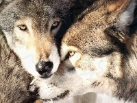 Dwa, wilki
