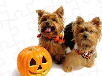 Dynia, Dwa, Yorkshire Terriery, Halloween