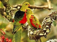 Kolorowe, Dwie, Papugi