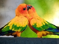 Kolorowe, Dwie, Papużki