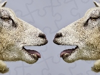 Owce, Dwie, Profil