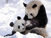 Pandy, Dwie, Śnieg