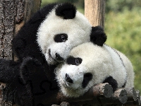 Dwie, Pandy