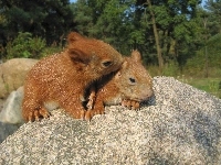 Wiewiórki, Dwie, Kamień