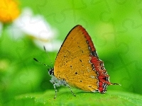 Motyl, Dwukolorowy, Liść