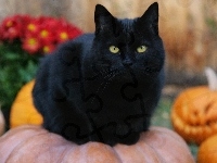 Dynie, Czarny, Kot, Halloween