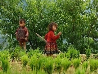 Dzieci, Drzewa