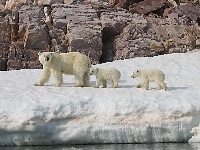 Dzieci, Skała, Niedzwiedź Polarny, Mama, Lód