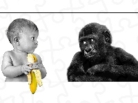 Małpa, Dziecko, Banan