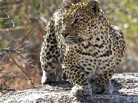 Dziki, Przyczajony, Jaguar, Kot