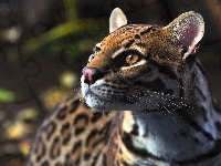 Dziki, Ocelot