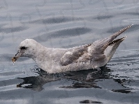 Dziób, Fale, Ptak, Petrel