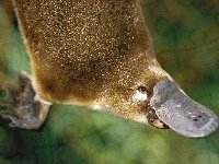 Dziobak