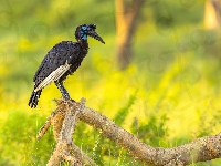 Konar, Dzioborożec abisyński, Suchy, Trawa