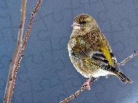Dzwoniec