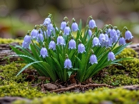 Fioletowe, Dzwonki, Kwiaty, Mech, Listki