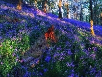 Kwiaty, Las Trossachs, Przebijające światło Łąka, Szkocja, Polana, Dzwonki