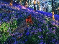 Kwiaty, Las Trossachs, Przebijające światło Łąka, Szkocja, Polana, Dzwonki