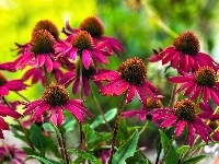 Echinacea, Czerwone, Kwiaty, Jeżówka