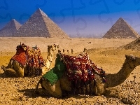 Piramidy, Egipt, Wielbłądy
