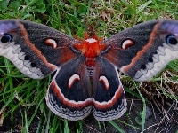 Motyl, Egzotyczny, Trawa