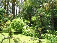 Park, Egzotyczny, Palmy