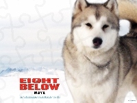 Eight Below