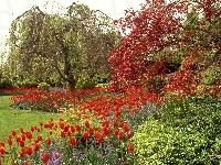 Elżbiety, Tulipany, Park, Królowej, Czerwone