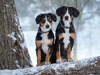 Dwa, Entlebucher, Psy, Zima, Drzewa