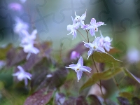 Epimedium, Kwiaty