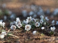 Eranthis pinnatifida, Ściółka, Wiosenne, Kwiatki, Ranniki