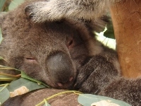 Śpiący, Drzewo, Eukaliptusowe, Koala