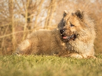 Trawa, Łąka, Szpic eurasier