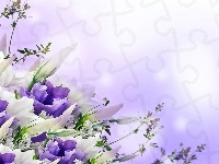 Biało, Eustoma, Liliowa