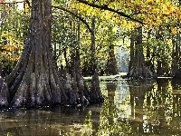 Everglades, Namorzynowy, Park, Narodowy, Las