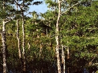 Everglades, Namorzynowy, Park, Narodowy, Las