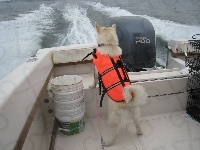 fale, Norsk Buhund, motorówka